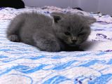 3 Aylık En Tatlı Scottish Fold Yavrular