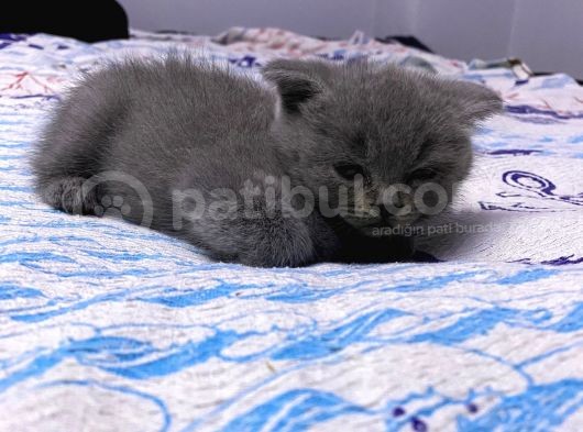 3 Aylık En Tatlı Scottish Fold Yavrular görsel