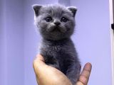 3 aylık en tatlı scottish fold yavrular