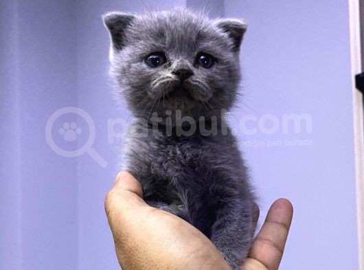 3 Aylık En Tatlı Scottish Fold Yavrular