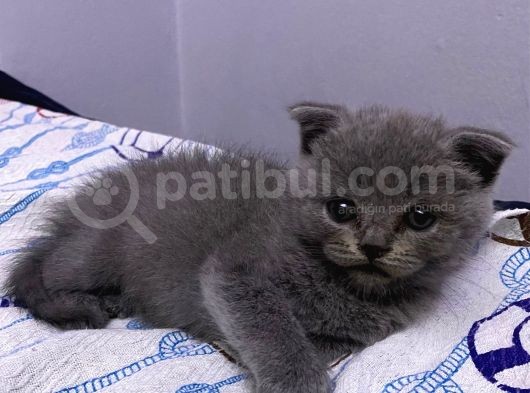 3 Aylık En Tatlı Scottish Fold Yavrular görsel