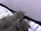 3 Aylık En Tatlı Scottish Fold Yavrular
