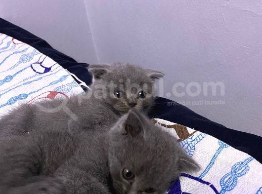 3 Aylık En Tatlı Scottish Fold Yavrular görsel