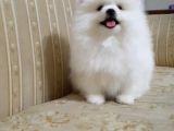 Pomerian