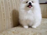 Pomerian