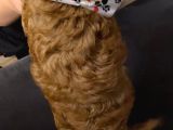 Orji̇nal Toy Poodle Aşili Yavrularimiz