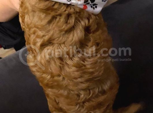 Orji̇nal Toy Poodle Aşili Yavrularimiz görsel