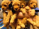Orji̇nal Toy poodle aşili Yavrularimiz