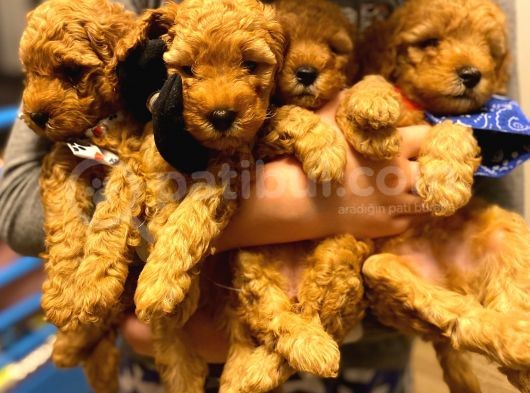 Orji̇nal Toy Poodle Aşili Yavrularimiz