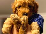 Orji̇nal Toy Poodle Aşili Yavrularimiz