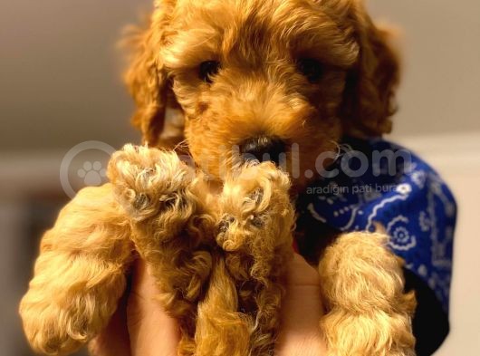 Orji̇nal Toy Poodle Aşili Yavrularimiz görsel