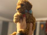 Orji̇nal Toy Poodle Aşili Yavrularimiz