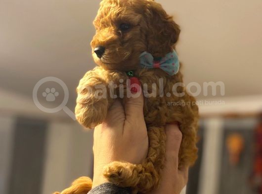 Orji̇nal Toy Poodle Aşili Yavrularimiz görsel