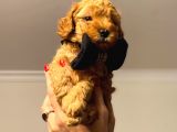 Orji̇nal Toy Poodle Aşili Yavrularimiz