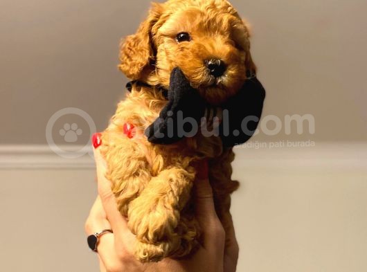 Orji̇nal Toy Poodle Aşili Yavrularimiz görsel