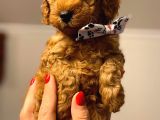 Orji̇nal Toy Poodle Aşili Yavrularimiz