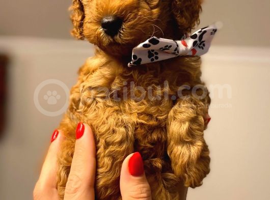 Orji̇nal Toy Poodle Aşili Yavrularimiz görsel