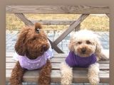 Orji̇nal Toy Poodle Aşili Yavrularimiz