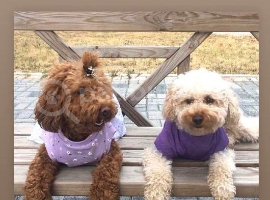 Orji̇nal Toy Poodle Aşili Yavrularimiz görsel