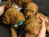 Orji̇nal Toy Poodle Aşili Yavrularimiz