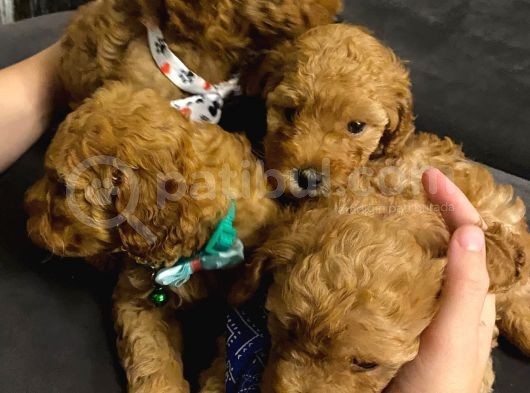Orji̇nal Toy Poodle Aşili Yavrularimiz görsel
