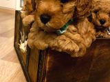 Orji̇nal Toy Poodle Aşili Yavrularimiz