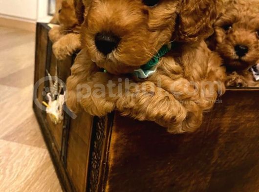 Orji̇nal Toy Poodle Aşili Yavrularimiz görsel