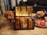 Orji̇nal Toy Poodle Aşili Yavrularimiz
