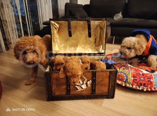 Orji̇nal Toy Poodle Aşili Yavrularimiz görsel