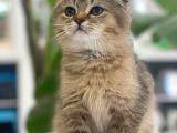 Süper Kalite Scottish Fold Yavrular Geldi