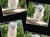 Pomerian