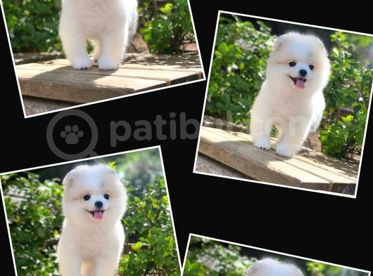 Pomerian