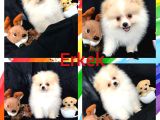 Pomerian