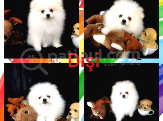 Pomerian