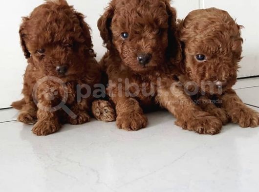Dişi-Erkek Toy Boy Poodle Bebekler görsel