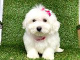 Maltese Mini Boy Yavrular