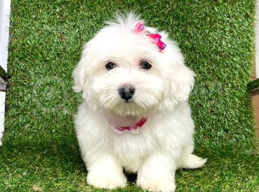 Maltese Mini Boy Yavrular görsel