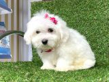 Maltese Mini Boy Yavrular