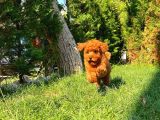 Toy Poodle Oğlumuz