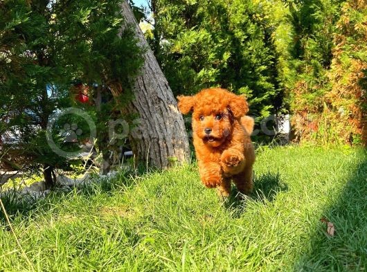 Toy Poodle Oğlumuz görsel
