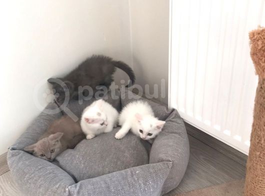 A Kali̇te Bri̇ti̇sh Shorthair 2,5  Aylik Sağlikli 1,5-2,000  görsel