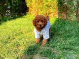 Toy Poodle Oğlumuz