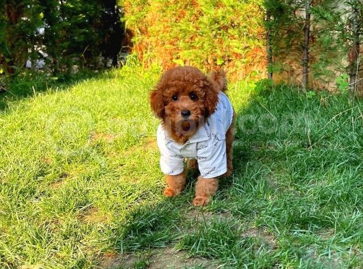 Toy Poodle Oğlumuz
