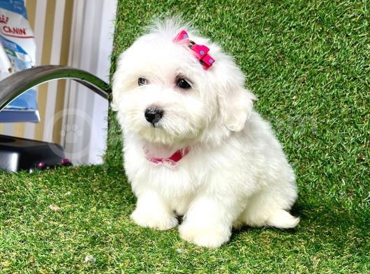 Maltese Mini Boy Yavrular görsel