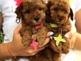 Dişi-Erkek Toy Boy Poodle Bebekler