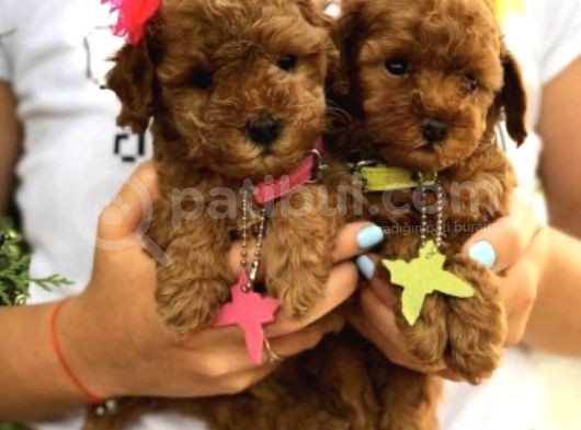 Dişi-Erkek Toy Boy Poodle Bebekler
