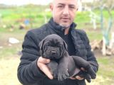 Orjinal Irk Garantili Cane Corsa Yavruları