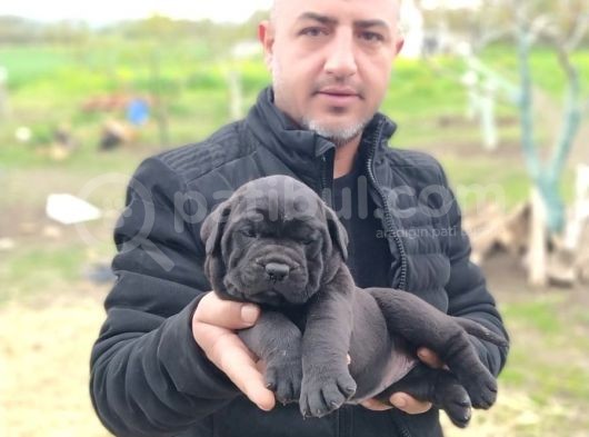 Orjinal Irk Garantili Cane Corsa Yavruları görsel