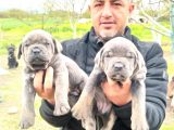 Orjinal Irk Garantili Cane Corsa Yavruları