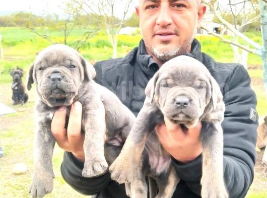 Orjinal Irk Garantili Cane Corsa Yavruları
